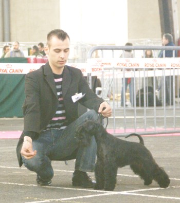 Des matins de cristal - Exposition Internationale Spéciale Schnauzers Poitiers 2008