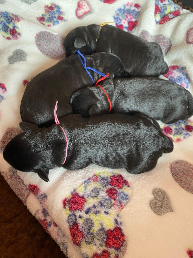 Des matins de cristal - Chiots Hamilton et Spices & Black Chocolate