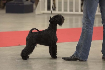 Des matins de cristal - Exposition Internationale Spéciale de Race Paris Dogs Show 2009
