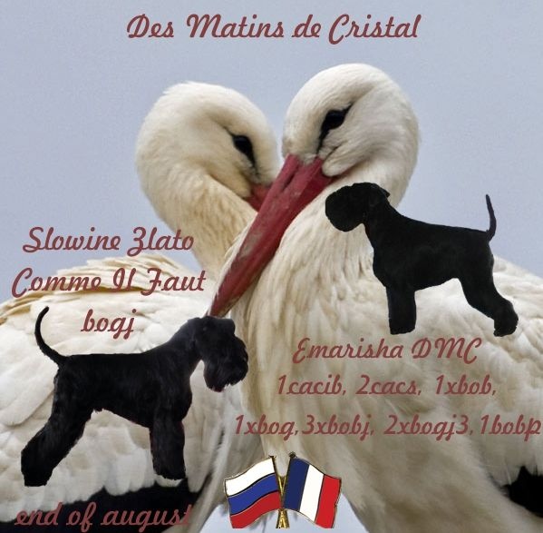 Chiots 2014