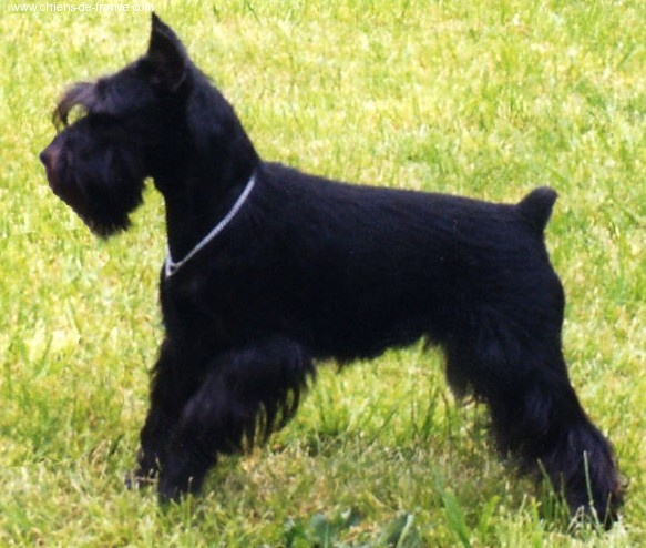 Nos Chiens
