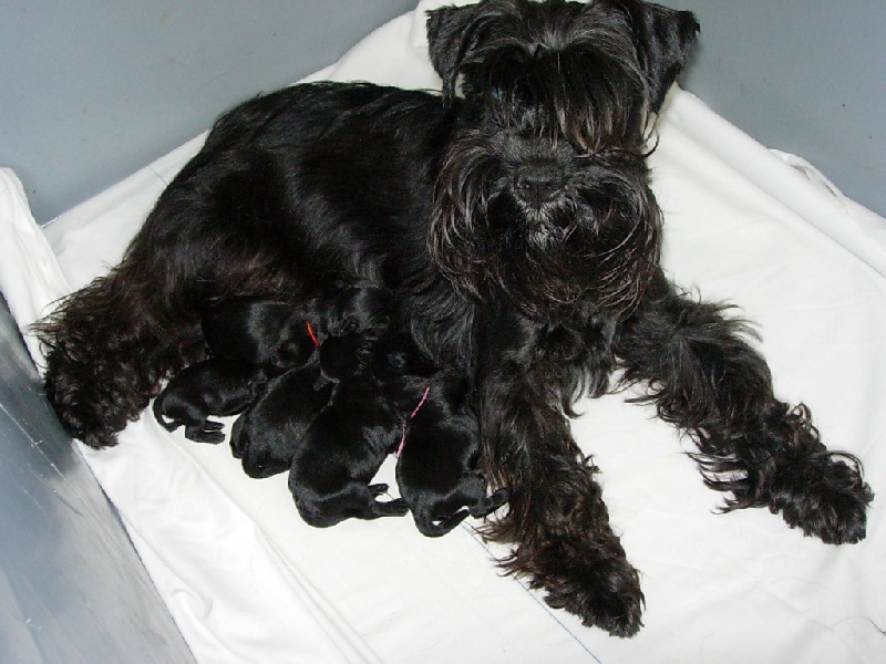 Chiots 2009