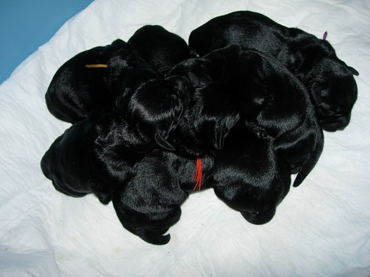 Chiots 2010