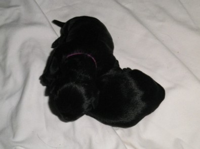 Chiots 2011