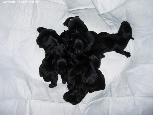 Chiots portées précédentes