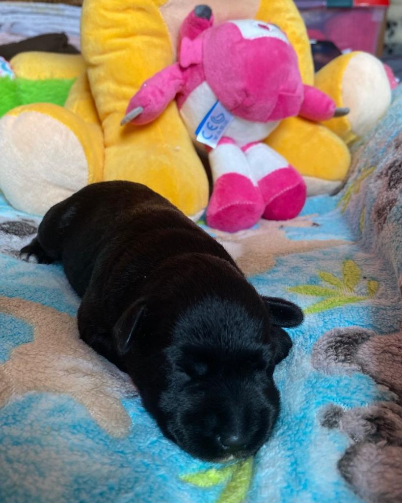 Des matins de cristal - Chiots disponibles - Schnauzer miniature