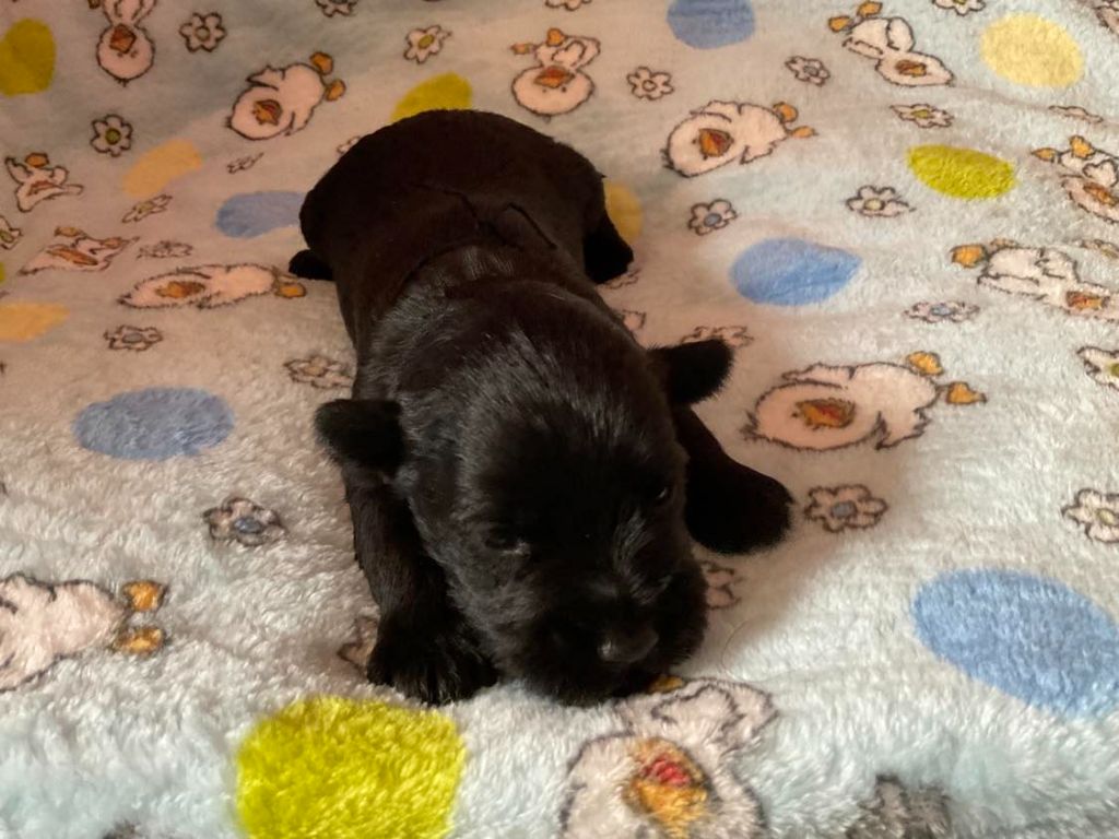 Des matins de cristal - Schnauzer miniature - Portée née le 21/08/2023