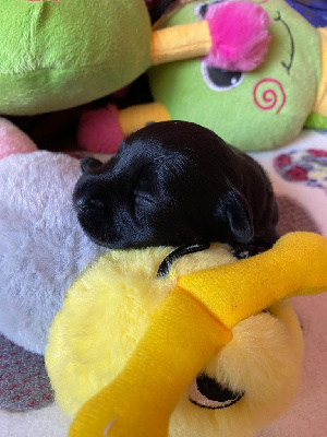 CHIOT 1