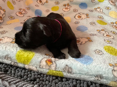 CHIOT 2