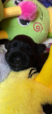 CHIOT 3