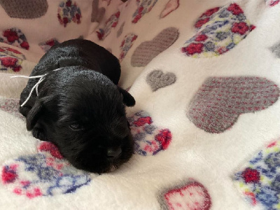 CHIOT 5