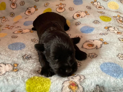 CHIOT 1