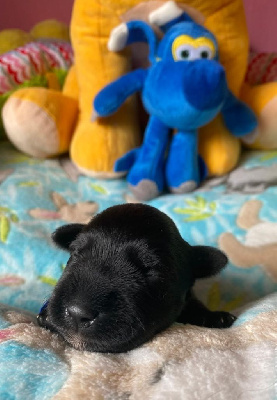CHIOT