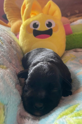 CHIOT