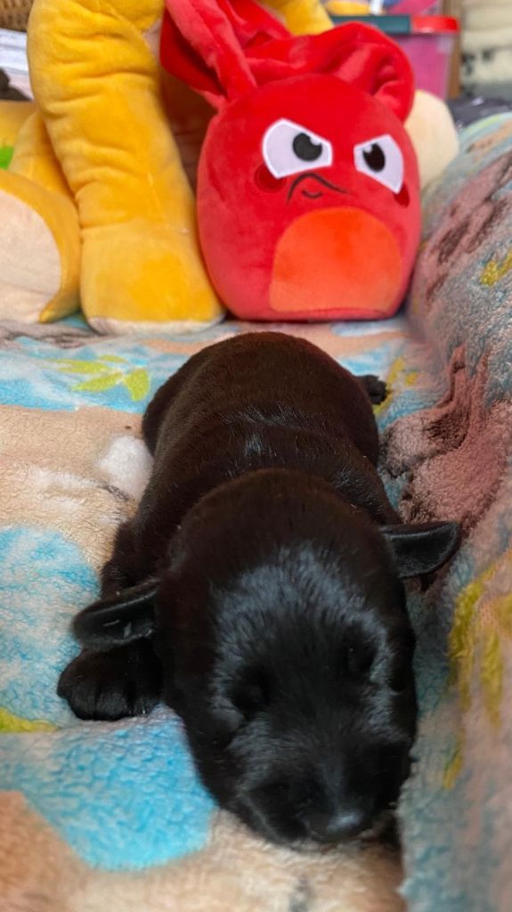 Des matins de cristal - Chiots disponibles - Schnauzer miniature