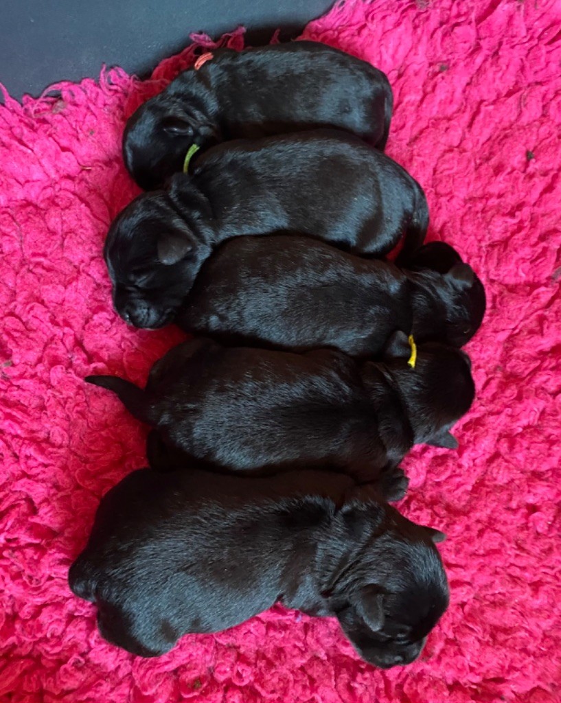 Des matins de cristal - Schnauzer miniature - Portée née le 20/02/2024